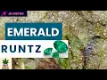 Emerald Runtz Review JK Distro s BEST Runtz Strain Yet