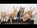 How To Take a Group Photo of 7 Kittens