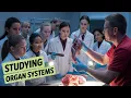 Gross anatomy of small intestine