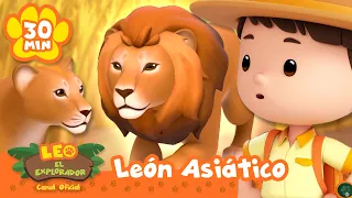 ¡SALVA A LOS LEONES ASIÁTICOS DE QUEDAR ATRAPADOS! | Leo, El Explorador | Animación
