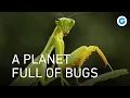 Download Lagu 1.4 billion insects per person: Let’s take a look at them, up close!