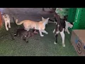 Download Lagu 6 Male Cats Chasing the female cat want to have the female cat by force 