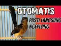 Lagu Pancingan Ampuh trotol Murai Batu ,otomatis trotol apapun nyaut NGEPLONG ! BUKTIKAN ll singing birds
