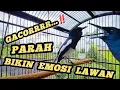 Download Lagu KACER GACOR ISIAN PLECI