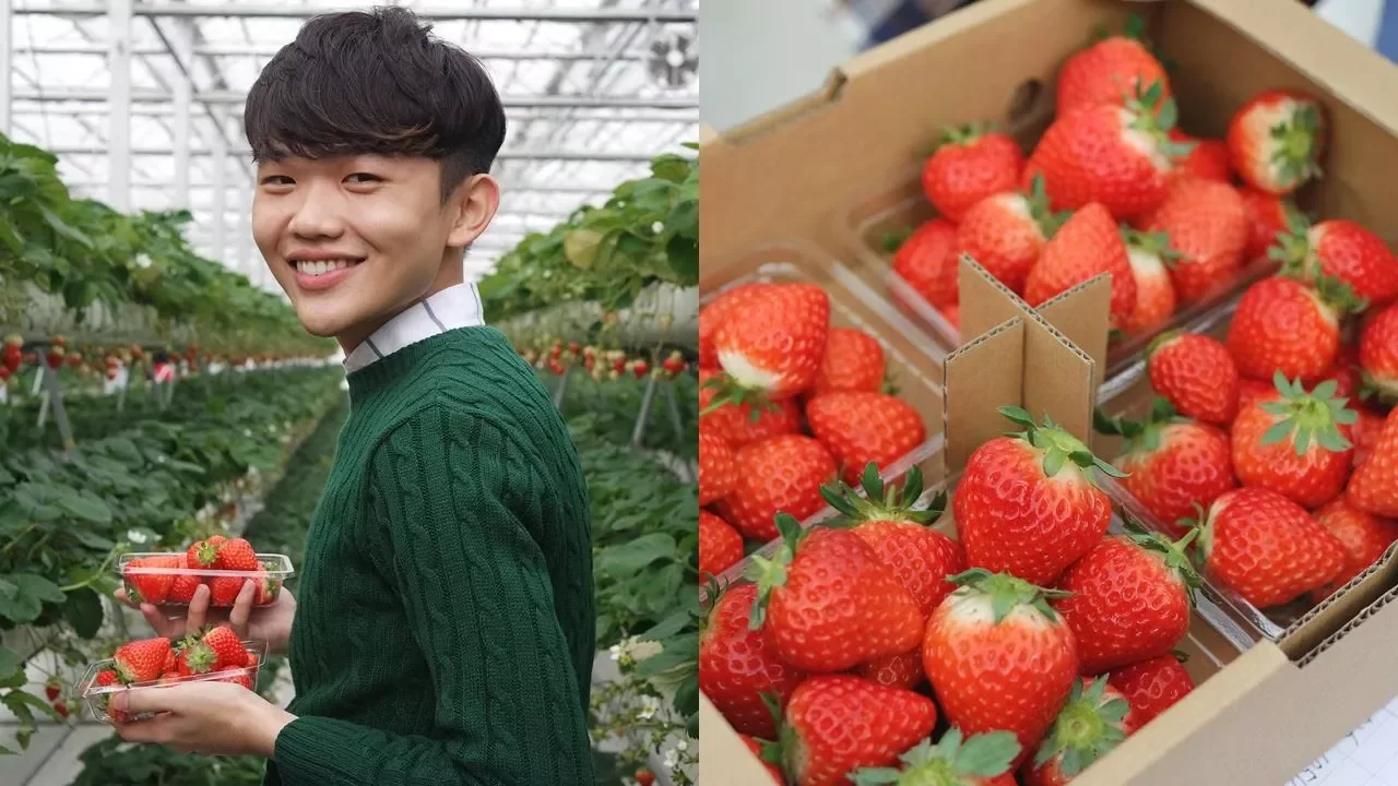 Sweetest Strawberry Picking in Japan! - Travel to Mount Aso, Kumamoto, Japan