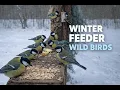 Lagu Vogelsnackbuffet in het Bos | Wilde Vogels, Voeder Geluiden, 1 Uur ASMR