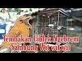 Download Lagu Pleci Tembakan Ciblek Ngebrem