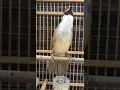 Download Lagu burung kaso kaso belajar nembak