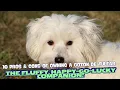 10 Pros Cons of Owning a Coton de Tulear