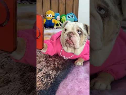 LE DIMOS PERMISO A DIXY… PERO CON UNA CONDICIÓN 😂