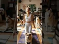 Download Lagu Dog yoga 13 #funny #shorts #viralvideo