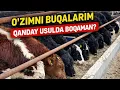 Lagu O’ZIMNI BUQALARIMNI DANDAY USULDA BOQAMAN BIR KO’RIB BAXO BERING