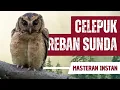 Download Lagu Masteran Suara Burung Hantu Celepuk Reban Sunda Marah