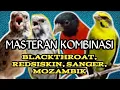 Lagu MASTERAN KOMBINASI MOZAMBIK, BLACKTHROAT, SANGER, REDSISKIN, UNTUK SEMUA JENIS BURUNG.