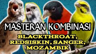 masteran kombinasi mozambik blackthroat sanger redsiskin untuk semua jenis burung 