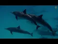 Download Lagu Relaxing Piano Music • Underwater Footage, Sleep Music, Water Sounds, Relaxing Music, Stress Relief