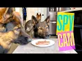 SPY CAM 4 Dogs vs Steak