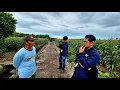 Download Lagu KELOLA TIGA HEKTAR LAHAN TRANSMIGRASI KALIMANTAN, MAHASISWA \u0026 DOSEN UI KAGUM DENGAN USAHA PAK JOKO