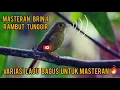 Download Lagu MASTERAN KILLER BRINJI RAMBUT TUNGGIR#masteranmuraibatufullisian #kicaumania#brinji