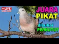 Download Lagu Perkutut Lokal Gacor alam liar sangat manjur buat masteran