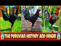 The Peruvian chicken history and origin