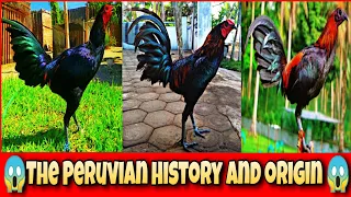 The Peruvian chicken history and origin