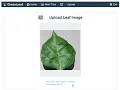 Plant Disease Detection using 7-Layer CNN Real-Time Detection Image Upload Feature