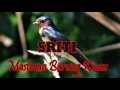 Download Lagu Download suara burung Sriti Untuk Masteran Burung Kacer Murai Dll