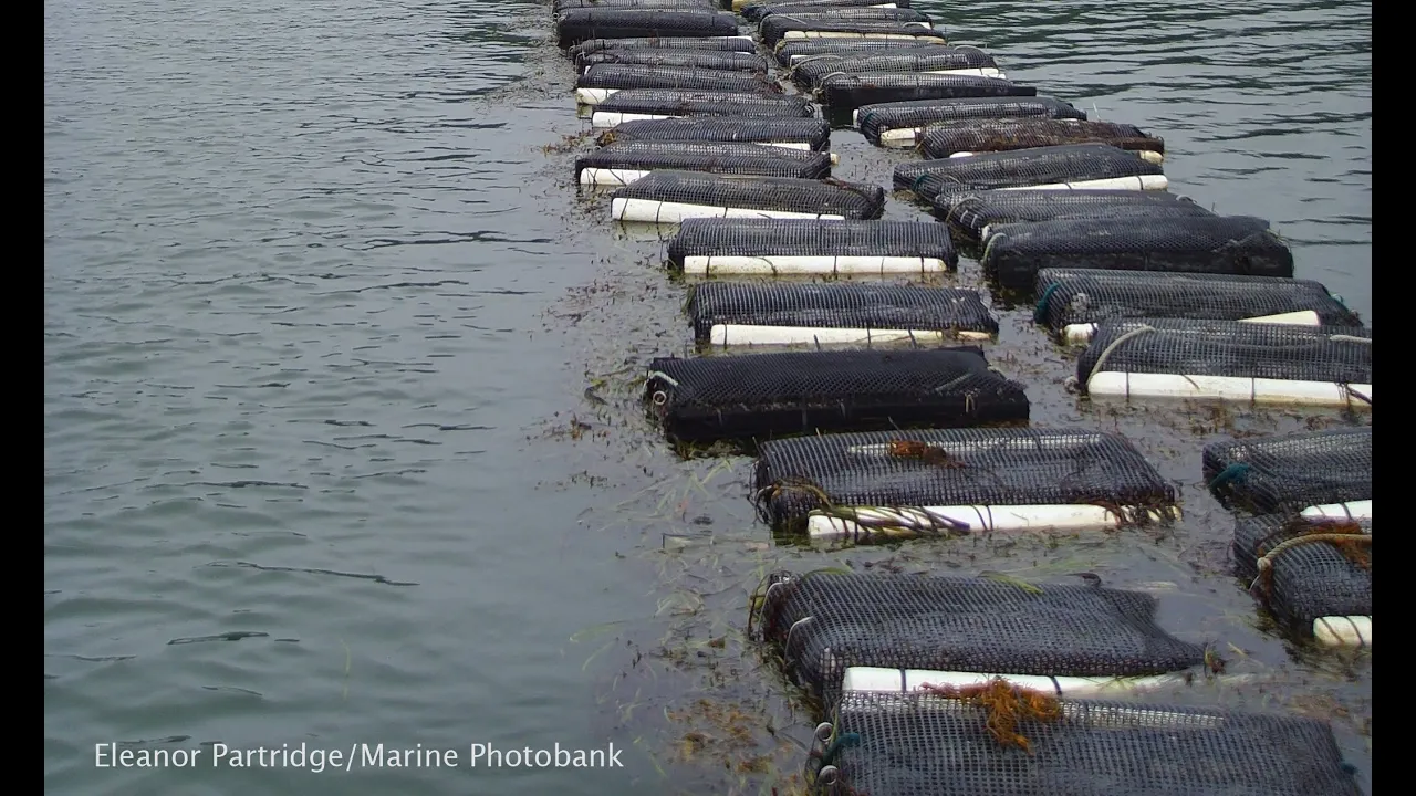 Aquaculture Development and Environmental Sustainability- Trond Bjorndal