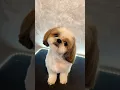 Download Lagu Shih Tzu Grooming Transformation! You Won’t Believe the Before \u0026 After! ✂️🐶 #grooming#funny