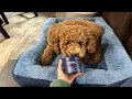 PetLab Co Probiotics Review Digestive Support Chews for Dogs
