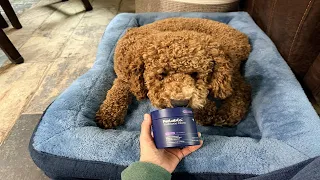 PetLab Co Probiotics Review Digestive Support Chews for Dogs