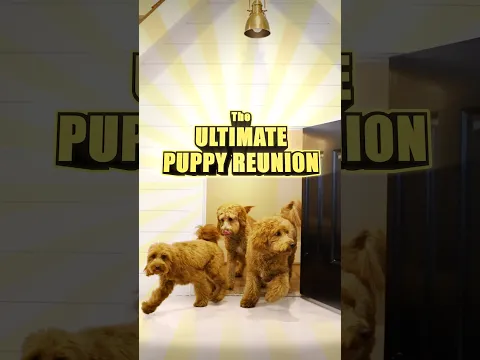 PUPPY REUNION!!!