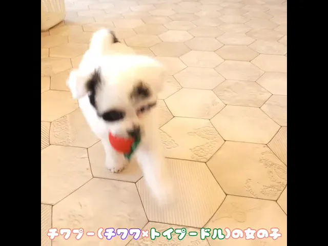 動画