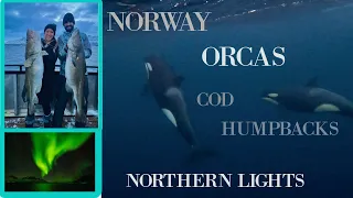 Freediving with Orcas, Fishing for Cod, and Watching Northern Lights in Norway
