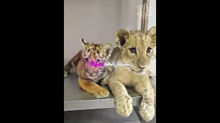 اسد ونمر يقعان في الحب داخل حديقة الحيوان Shorts 