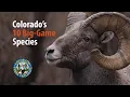 Colorado s Ten Big-Game Species