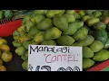 Lagu Manalagi Cantel mango (Mangifera indica) in Jogja