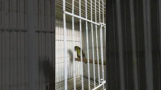 Eurasian Siskin السسكن الأوراسي 