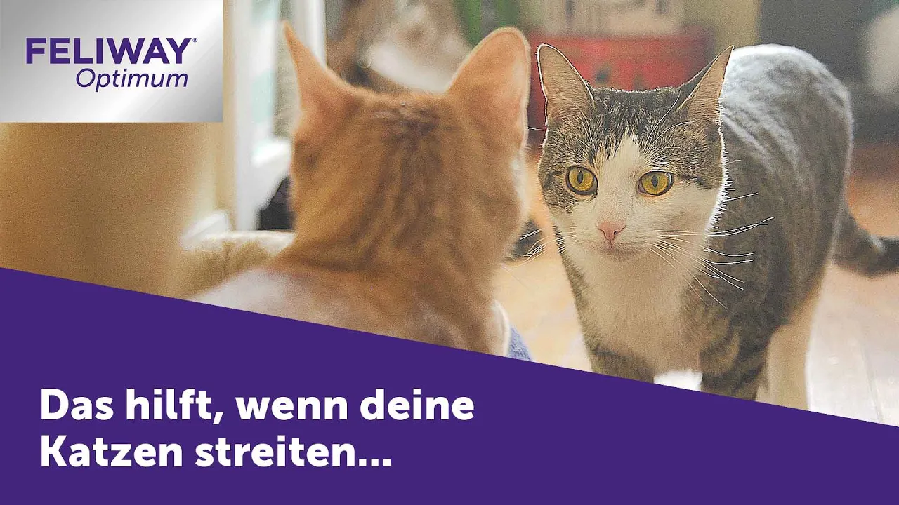 FELIWAY Katzen — FELIWAY Optimum — Happy Family (YouTube video ad)