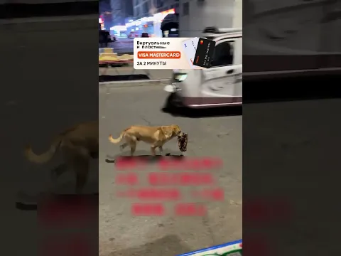 Стейк ужин для пса