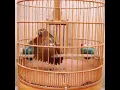Burung wambi istimewah ... pancingan suara wambi paling ampuh untuk memencing emosi burung wambi