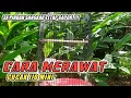 Cara Merawat Burung CUCAK IJO MINI Agar Gacor rajin bunyi