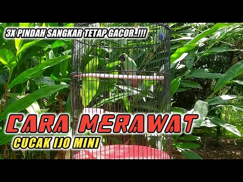 Cara Merawat Burung CUCAK IJO MINI Agar Gacor rajin bunyi