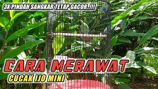 Download Cara Merawat Burung CUCAK IJO MINI Agar Gacor rajin bunyi MP3