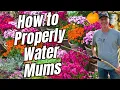 How to Water Garden Mums the Right Way Fall Gardening Tips