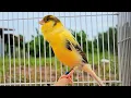 Download Lagu Canarios singing sound : timbrado canary singing