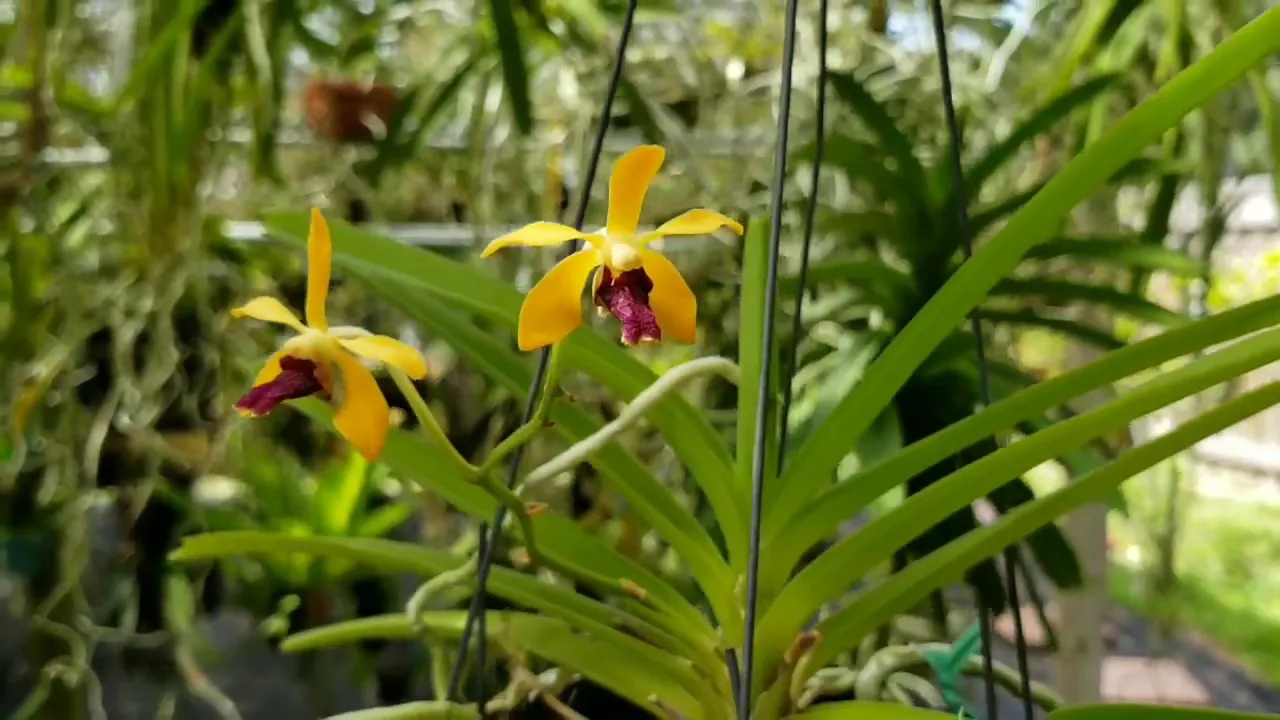 SEE HOW VANDA ORCHIDS ARE GROWN IN CENTRAL FLORIDA