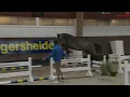Download Lagu Cavaillon van de Verbindingshoeve z hengstenkeuring Z 2022