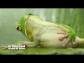 Joy To The World - Three Dog Night (lyrics) HD